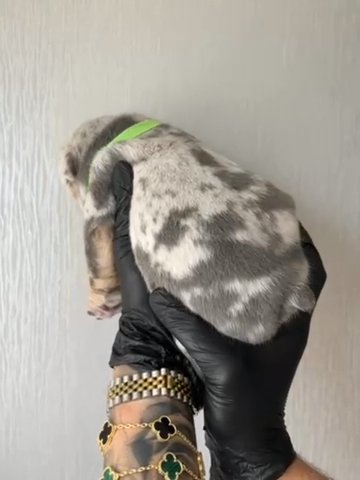 New English Bulldogs in London