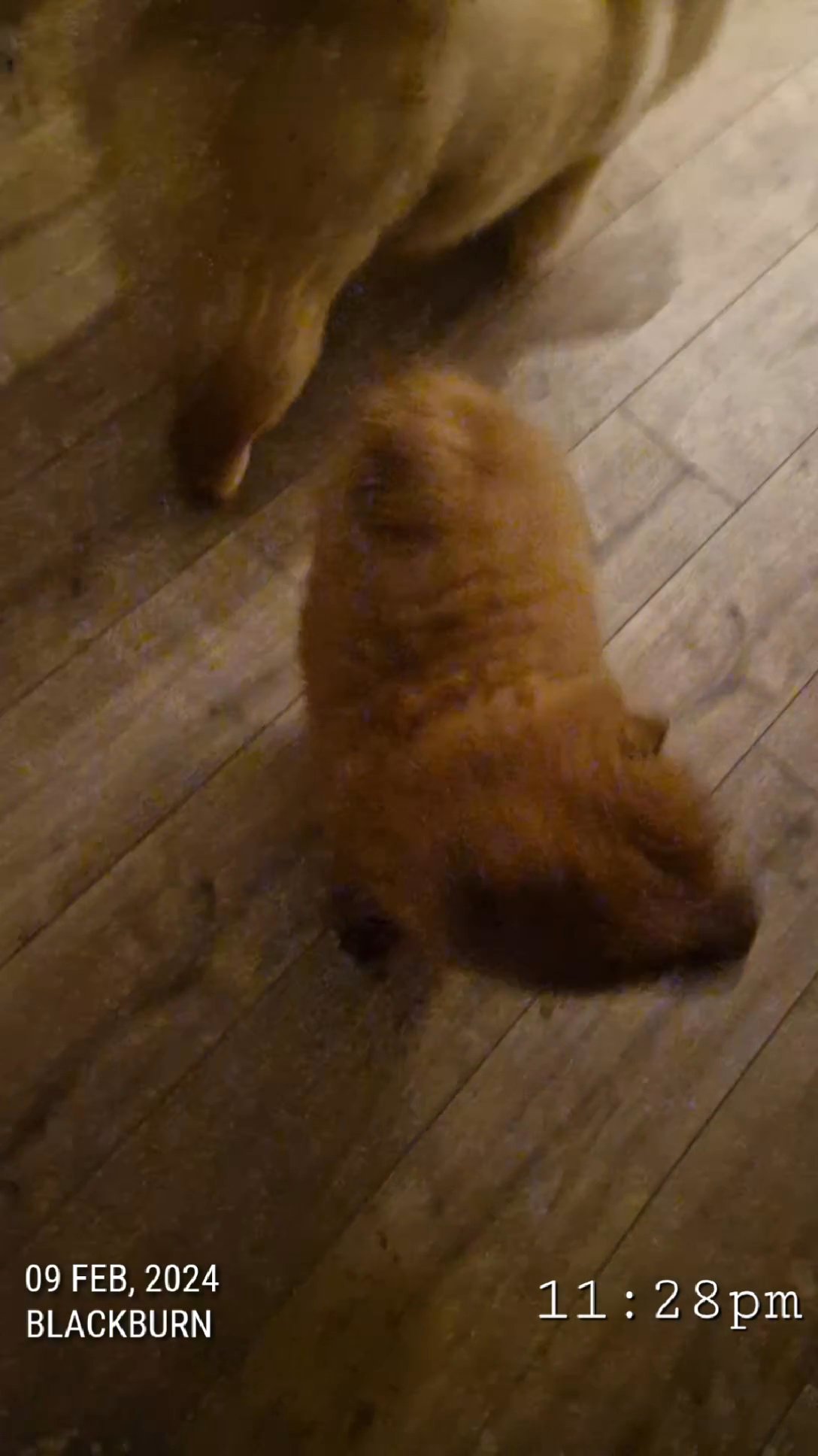 Beautiful Chow Chows (Pair) in Blackburn with Darwen