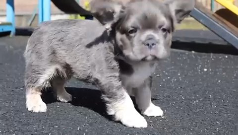 Full Visual Fluffy, French Bulldog, Carrying 2xTestable Chocolate in London