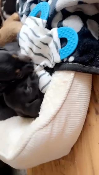 Doxie Chon Puppies, Final 2 Of 7 Reduced! in Harlow