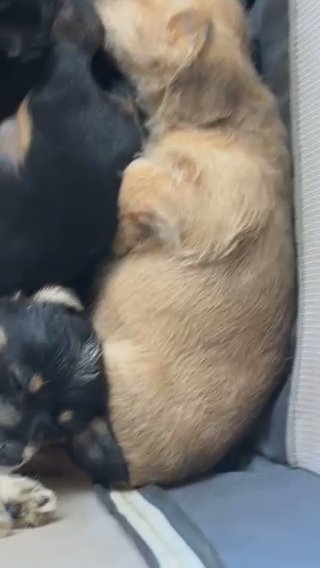 Last 2 Doxie Chon Pups in Harlow