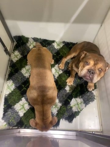 7 Month Female English Bulldog in Preston