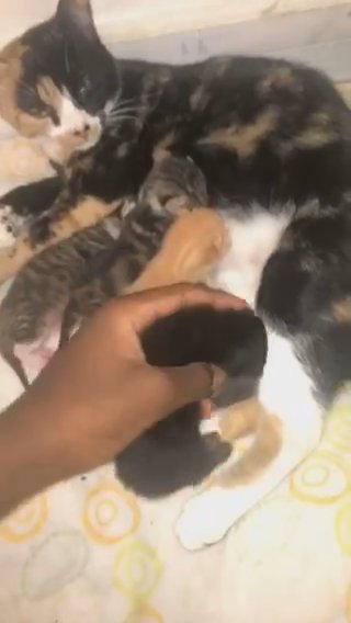 kittens in London