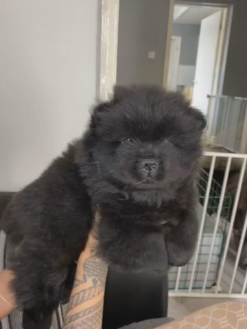 MALE CHOW CHOW in Liverpool