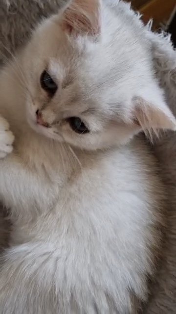 Pedigree british shorthair silver in St Edmundsbury