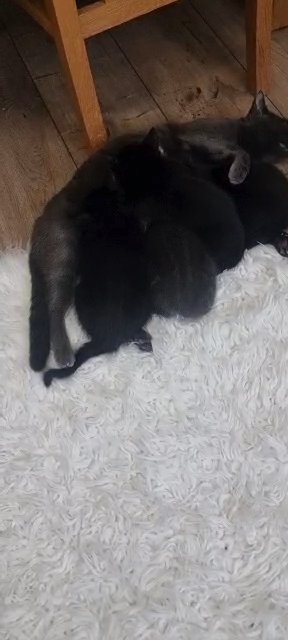 4 kitte  for new family home in Staffordshire