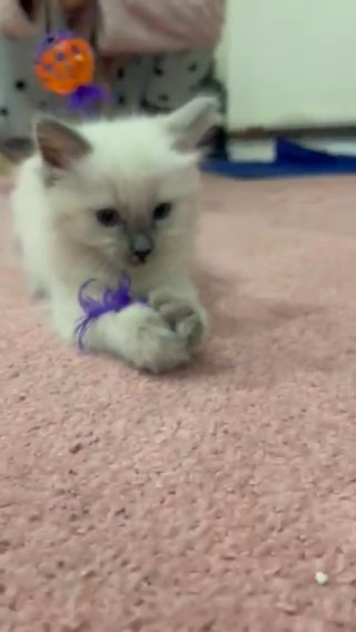 PEDIGREE RAGDOLL KITTENS FOR SALE in Kirklees