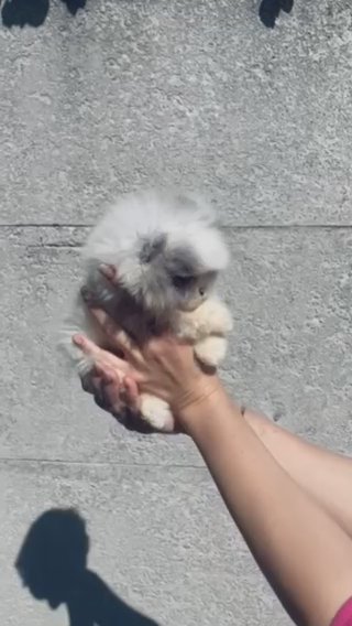Stunning one in million blue-parti miniature Pomeranian girl with 2 blue eyes in London