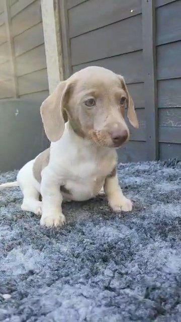 kc reg miniature dachie 1 left now reduced in London