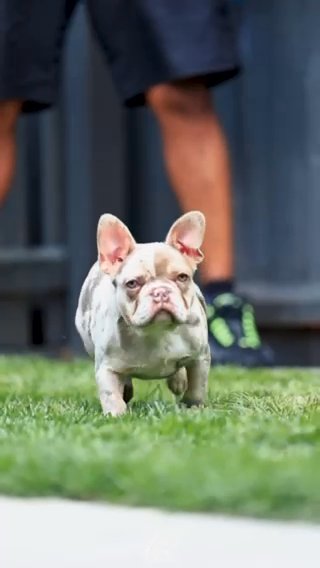 Stunning Frank lucas isabella litter ? in Birmingham