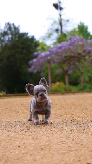 Fluffy Frenchie in London