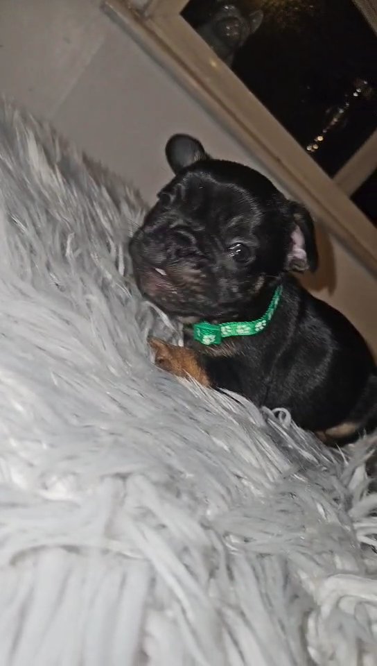 French bulldog puppies for sale in Birmingham