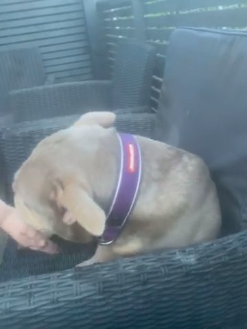 Zari - Exotic Bully in Sussex