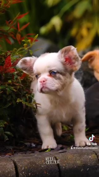Fluffy Frenchies in London