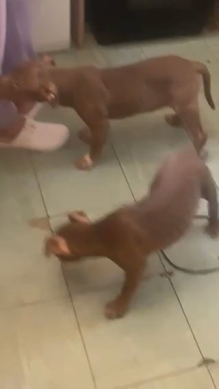 STANDARD AMERICAN BULLY ( NOT XL ) in Ipswich