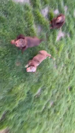 Stunning True Longhair miniature dachshund in London