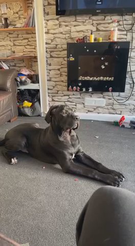 Cane Corso in Ipswich