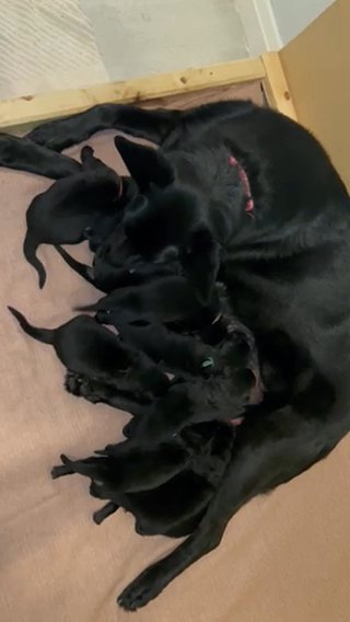 ‼️REDUCED PRICE‼️STRAIGHT BACK GERMAN SHEPHERD PUPPIES in Sheffield