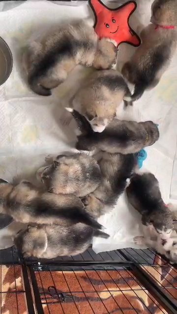 3 GIRLS LEFT! - KC registered Pedigree Alaskan Malamute Puppies - Fully Vaccinated! in North Lanarkshire