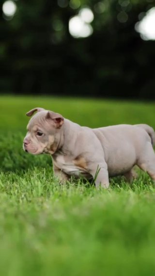 3x Cowboy Micro/Pocket American Bully in Peterborough