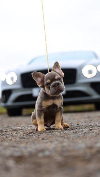 French Bulldog in London