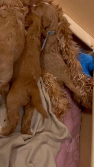 Mr Mellow Smoothe Australian Labradoodle in London
