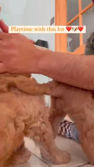 Mr Sunny Rays Australian Labradoodle in London