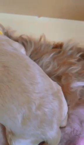 Mr Mysterious Master Australian Labradoodle in London