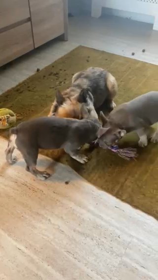 ISABELLA NEW SHADE TAN FRENCHIE FRENCH BULLDOG in Leeds
