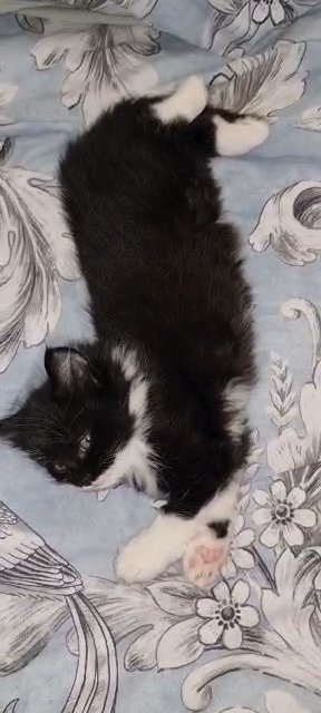 TWO WONDERFUL KITTENS FOR SALE in London