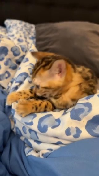 Bengal Kittens in London