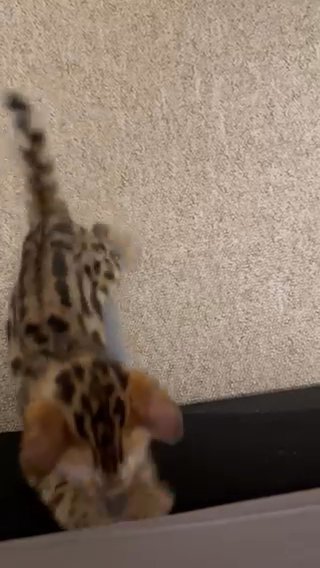Bengal Kittens For Sale in London
