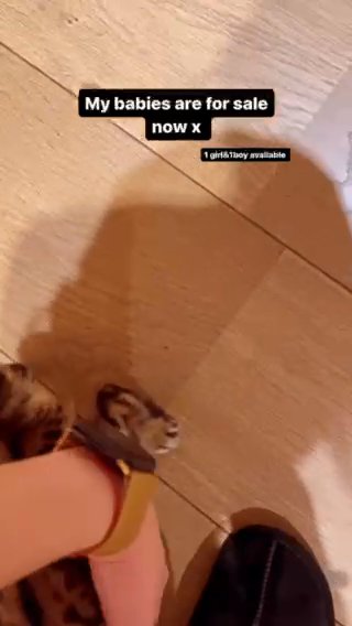 Bengal Kittens in London
