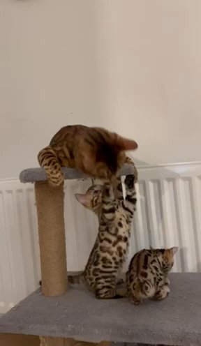 Bengal Kittens For Sale in London