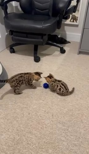 Bengal Kittens in London