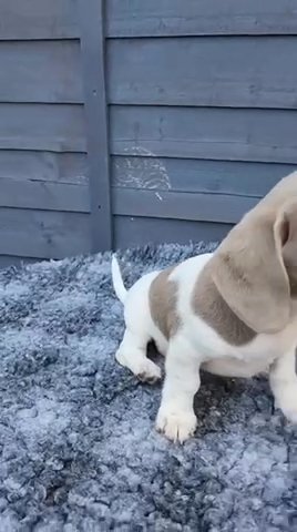 Mini Dashund in London