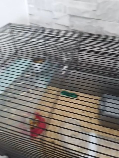 hamster for sale in Manchester