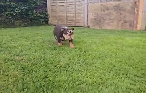 Chocolate Tri Merle Boy in Rugby