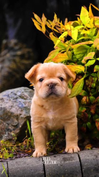 French Bulldog in London