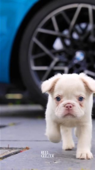 French Bulldog in London