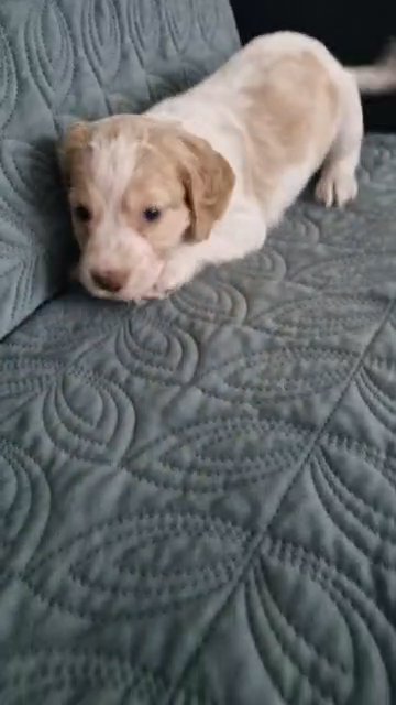 working cocker spaniel in Telford and Wrekin
