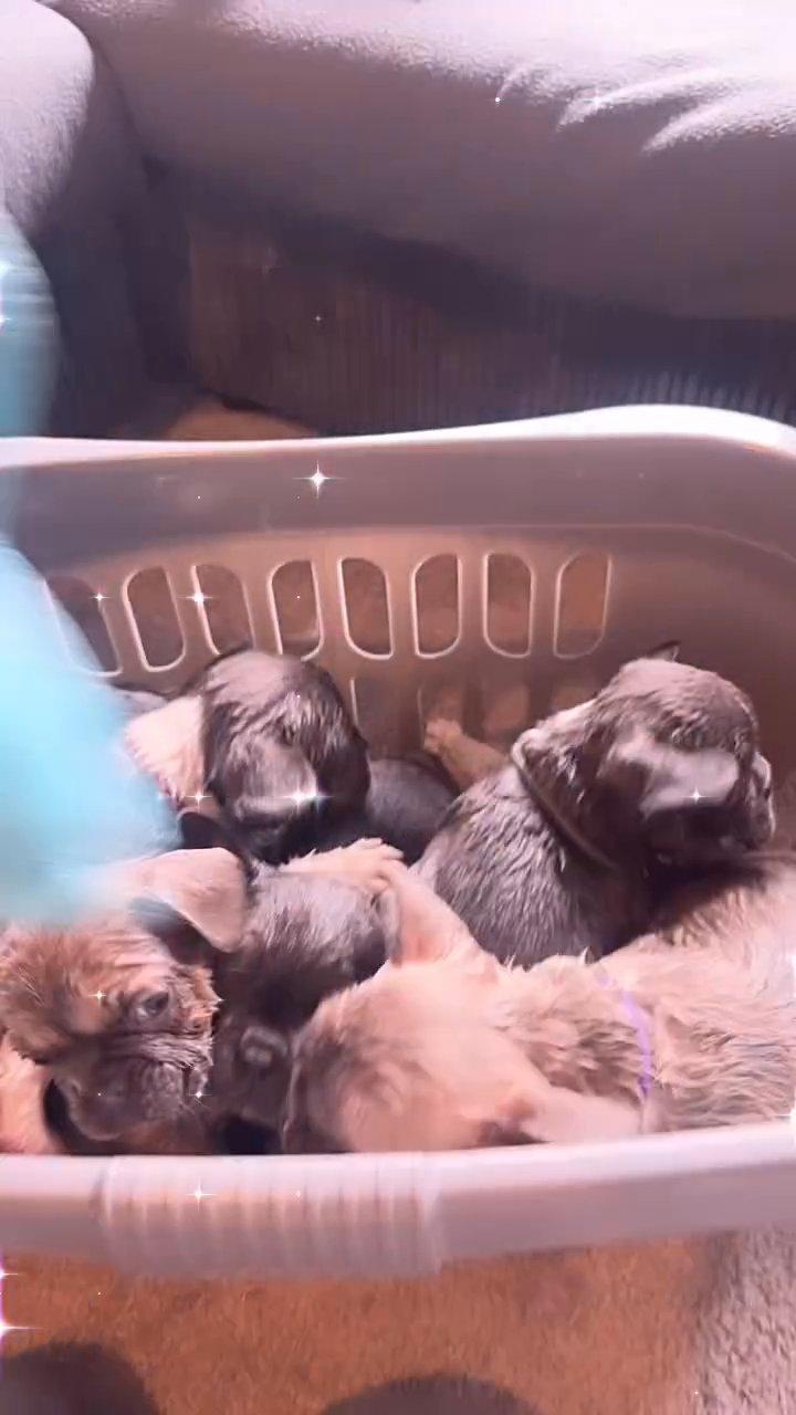 kc reg French Bulldog puppies 1 left in London
