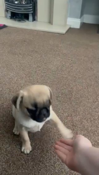 Pug Puppies For Sale in Wakefield