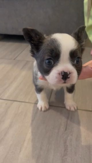 ? Big Rope Husky Panda Fluffy Frenchbulldog ? in Northampton