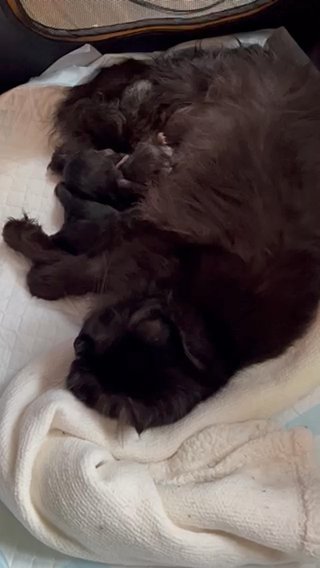 Born 5/4 Persian Kittens Release Date 1/6 Onwards in Colchester