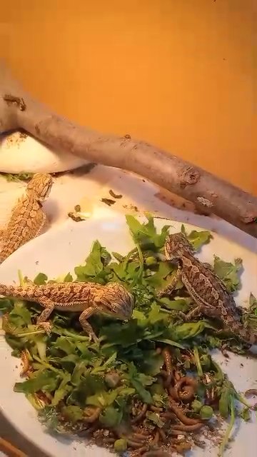 Bearded dragons in Sheffield