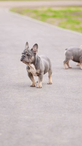 Blue Eyed Husky & Velvet French Bulldogs in North Lincolnshire
