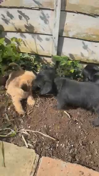Last Chunky Fluffy Boy! Doxie Chon in Harlow
