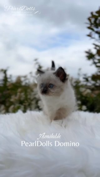 Seal Mitted Boy • Ragdoll • PearlDolls Domino in Lincoln