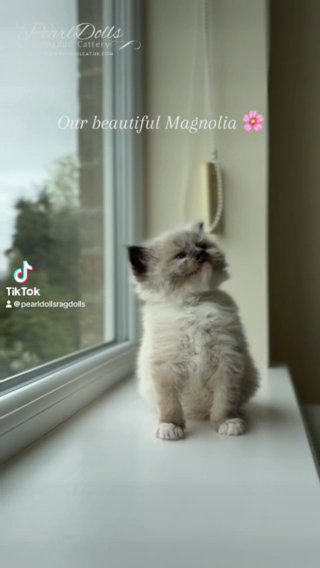Seal Mitted Ragdoll Girl • GCCF Registered in Lincoln